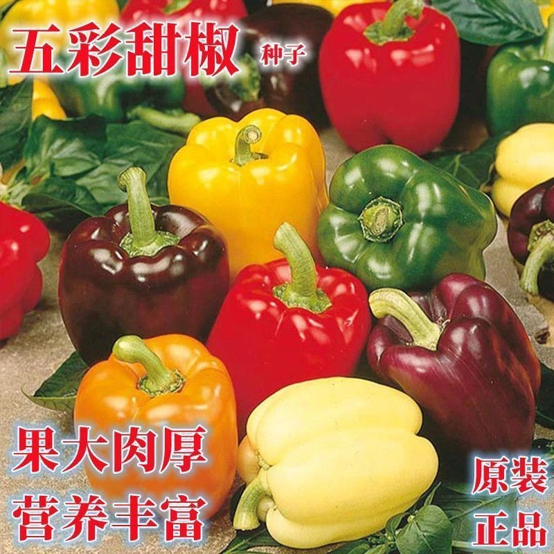 新疆包邮【五彩甜椒种子】大果高产不辣水果辣椒四季阳台庭院盆13