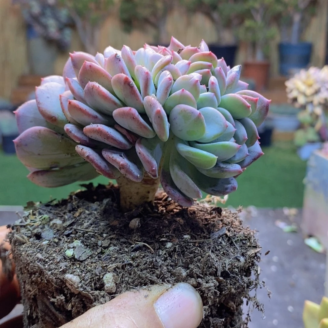 七***场H140号玛瑙缀多肉