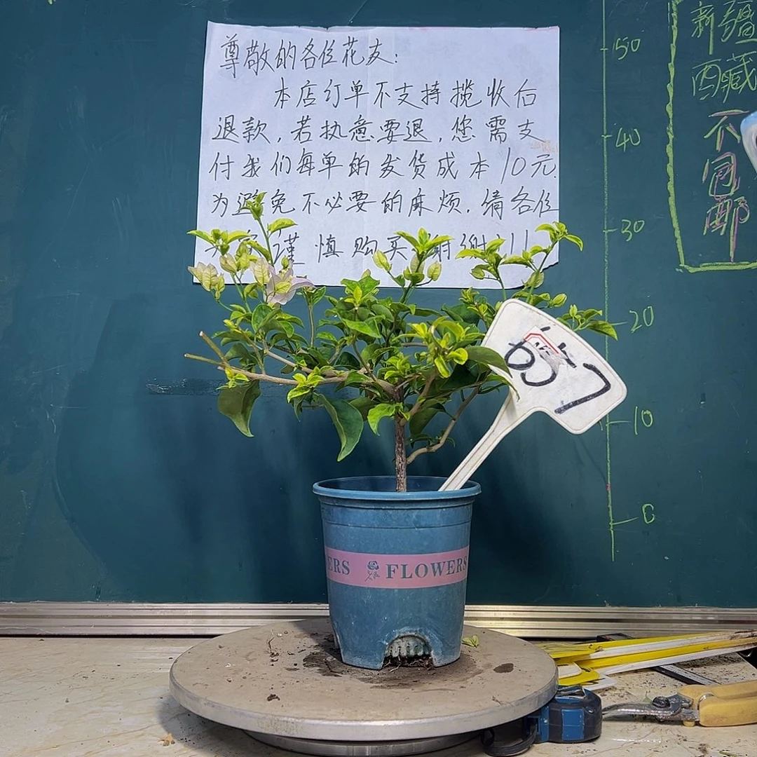 当前无花栽培后可以开花金边叶丽娜 657
