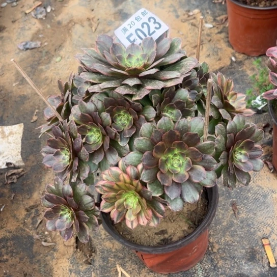 023半夏法师不包断枝