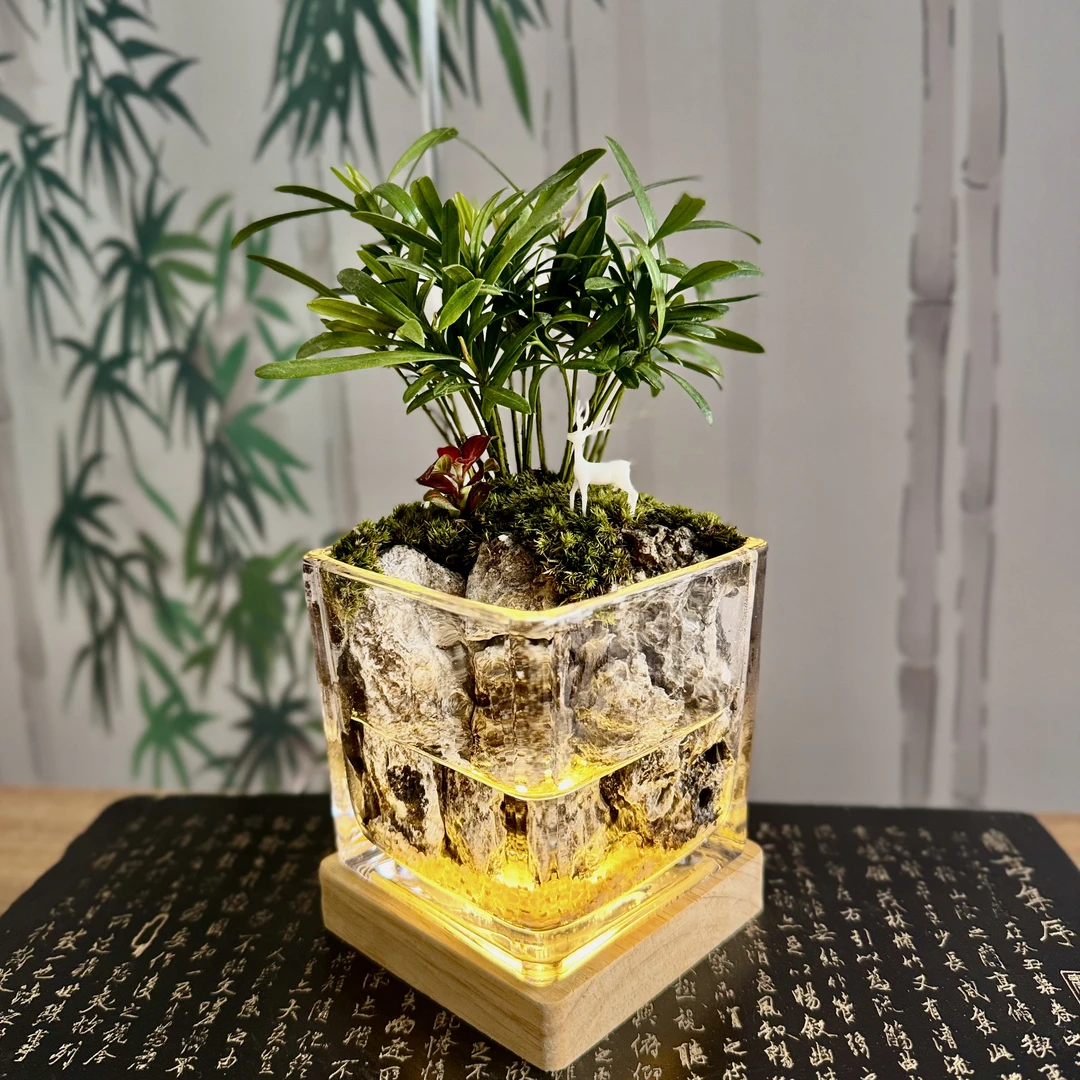 揽山「方寸松林」罗汉松搭配青龙石和小房子办公室微景观10*10cm