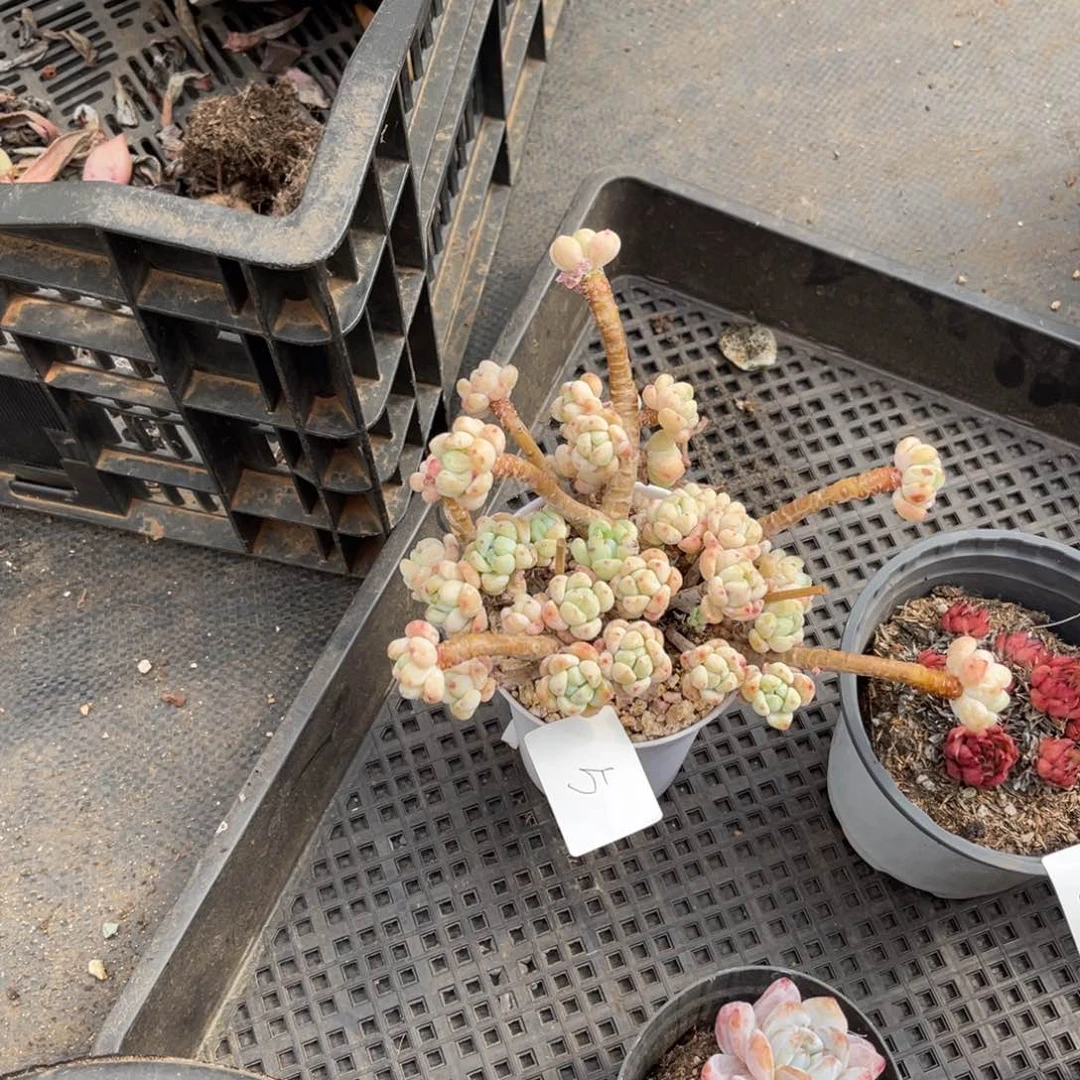 …****←005罗琦多肉