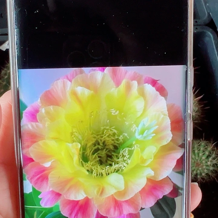 毛花柱大满贯侧芽拍一发二
