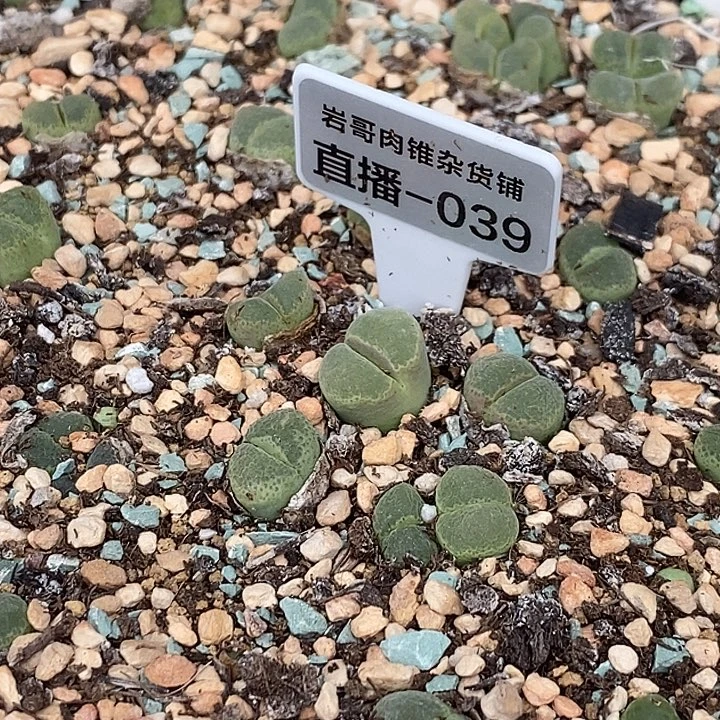 梅萨种源唇印风铃