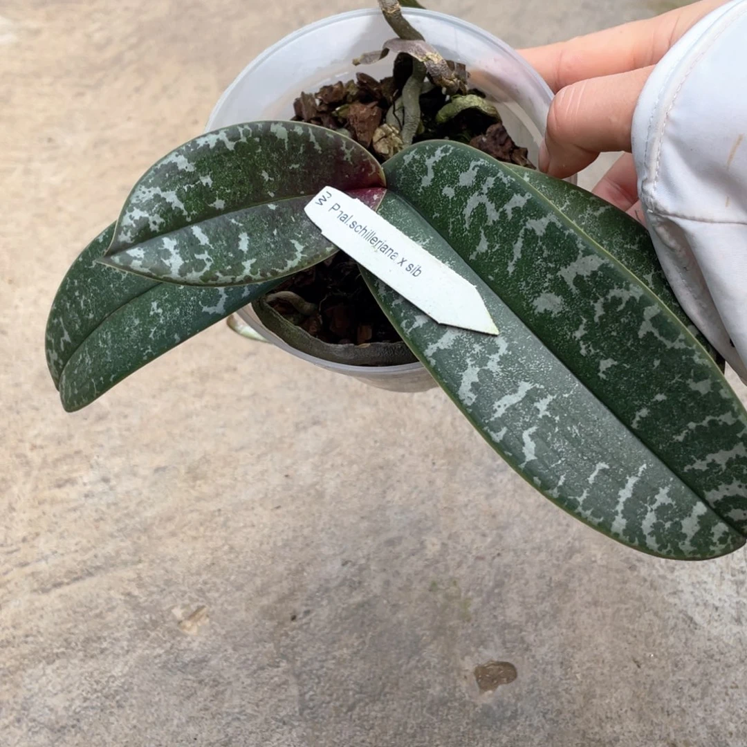当前无花栽培后可以开花WJ西雷利兄弟交3.8