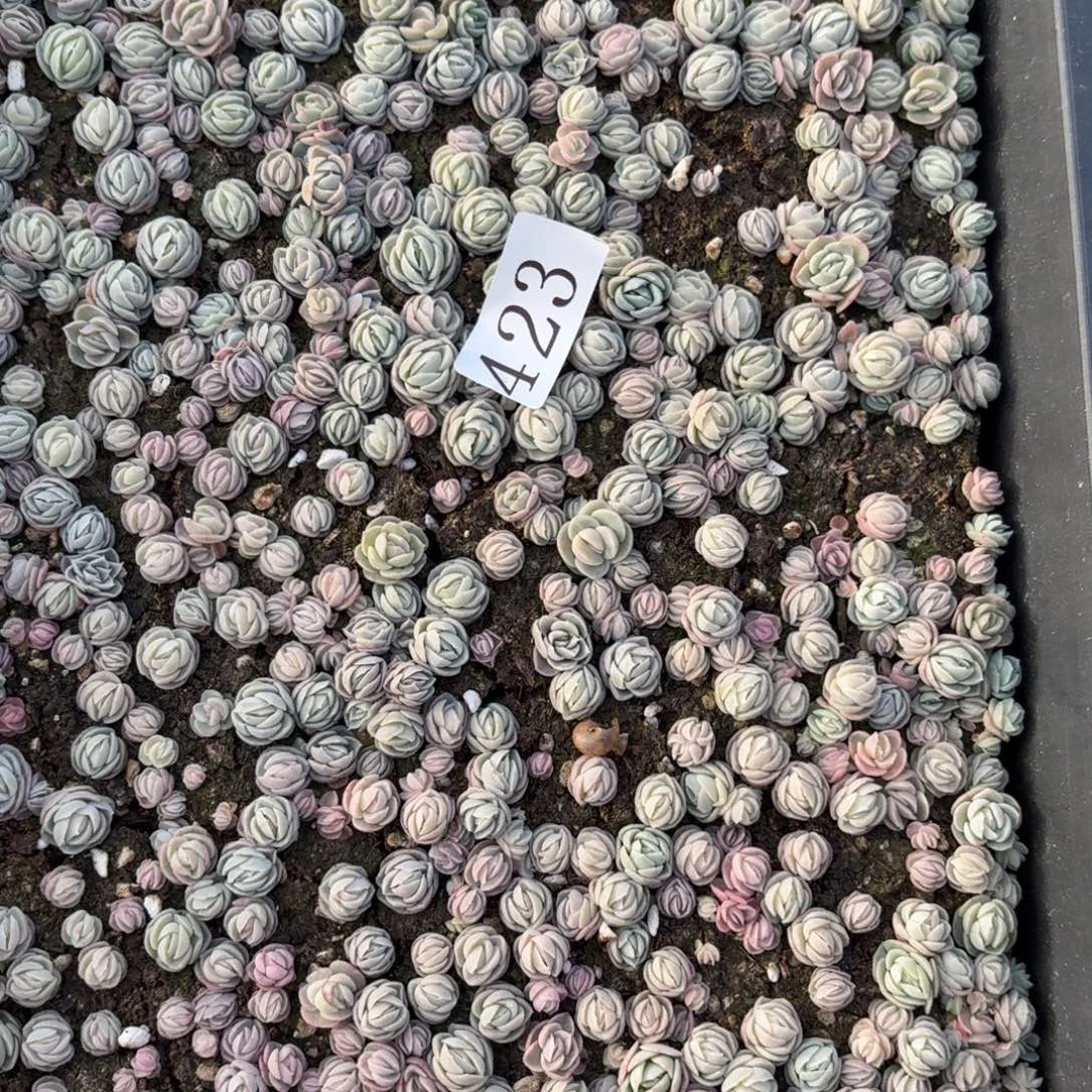 青***心多肉植物多肉植物423