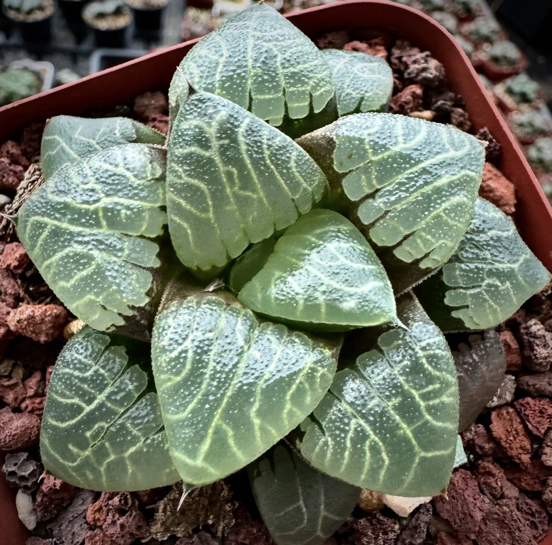 丞允花花卉多肉园艺直播间《运费专拍》