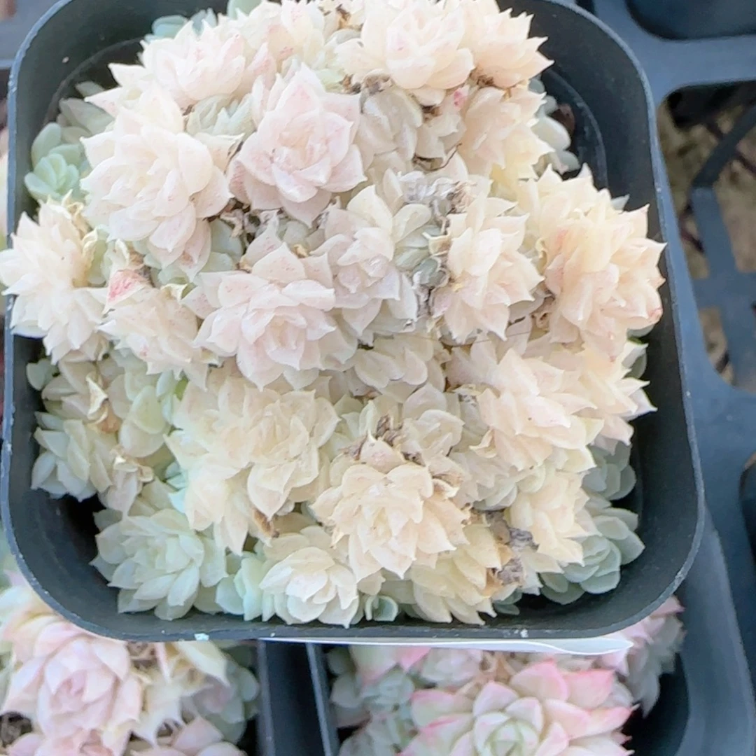 阿***子花语多肉1228-446散