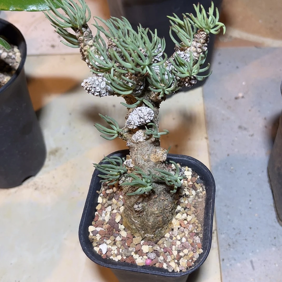 老家产地白象奇峰锦一物一拍