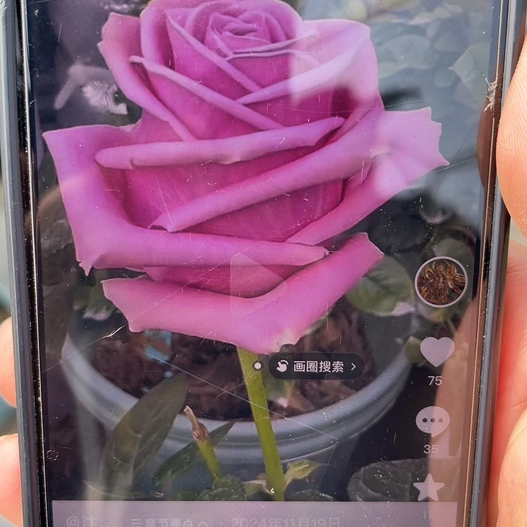 无花朵——-丑闻 福利