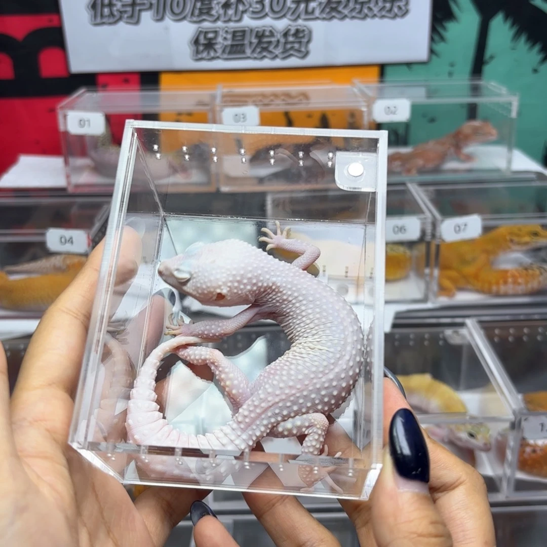 豹纹守宫恶魔白酒母T44