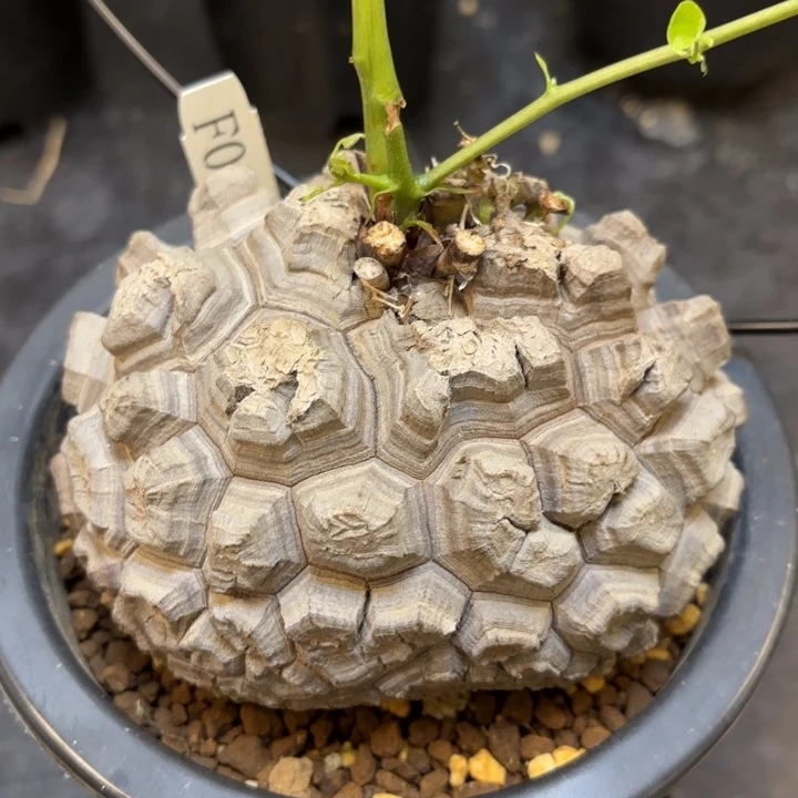 10号日系龟甲龙带盆包邮不退不换
