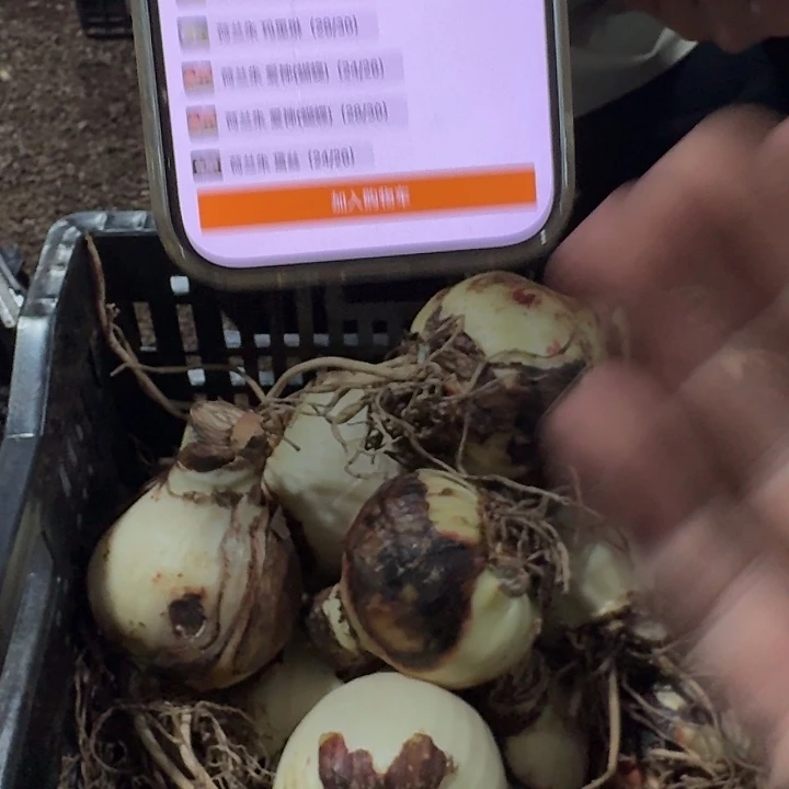 双梦直径8cm表皮收割伤跟盘伤