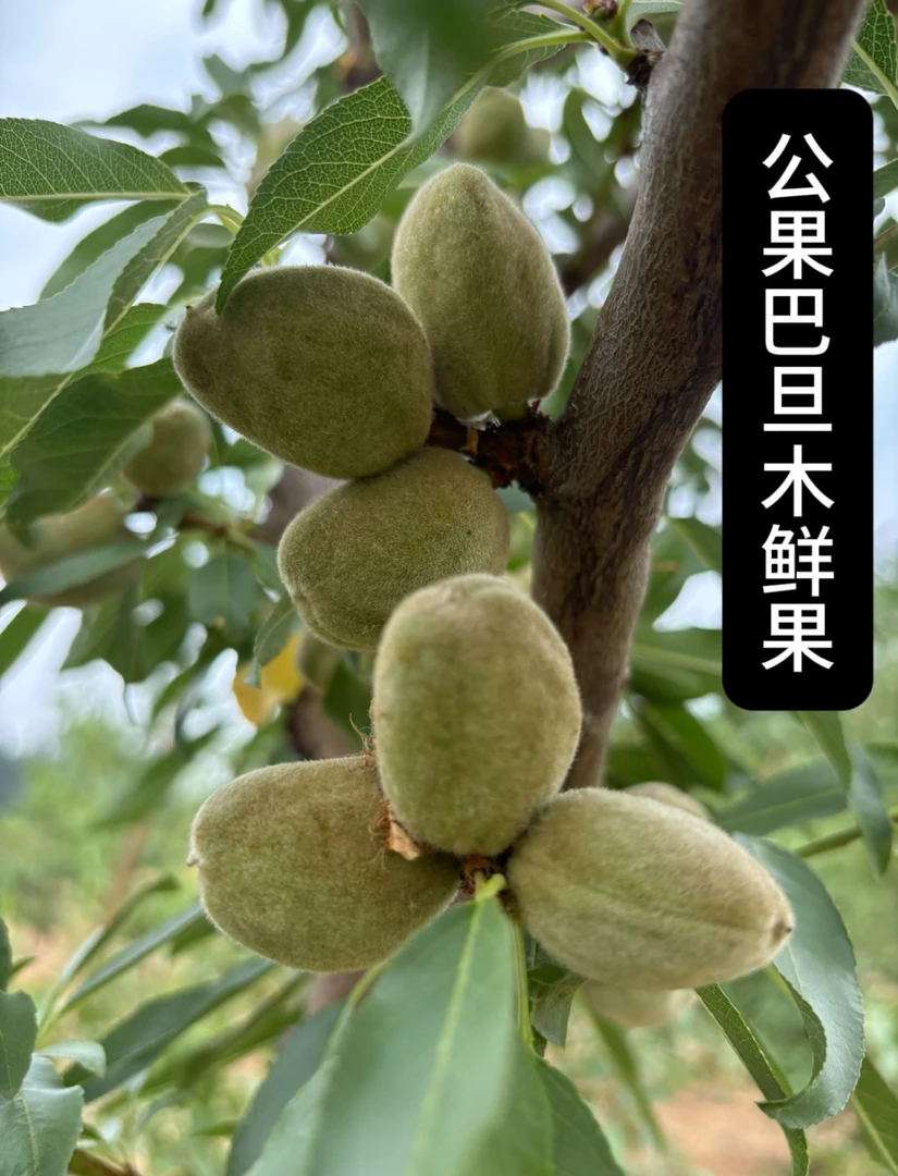 精品大果（公母混合装）当天采摘当天发走