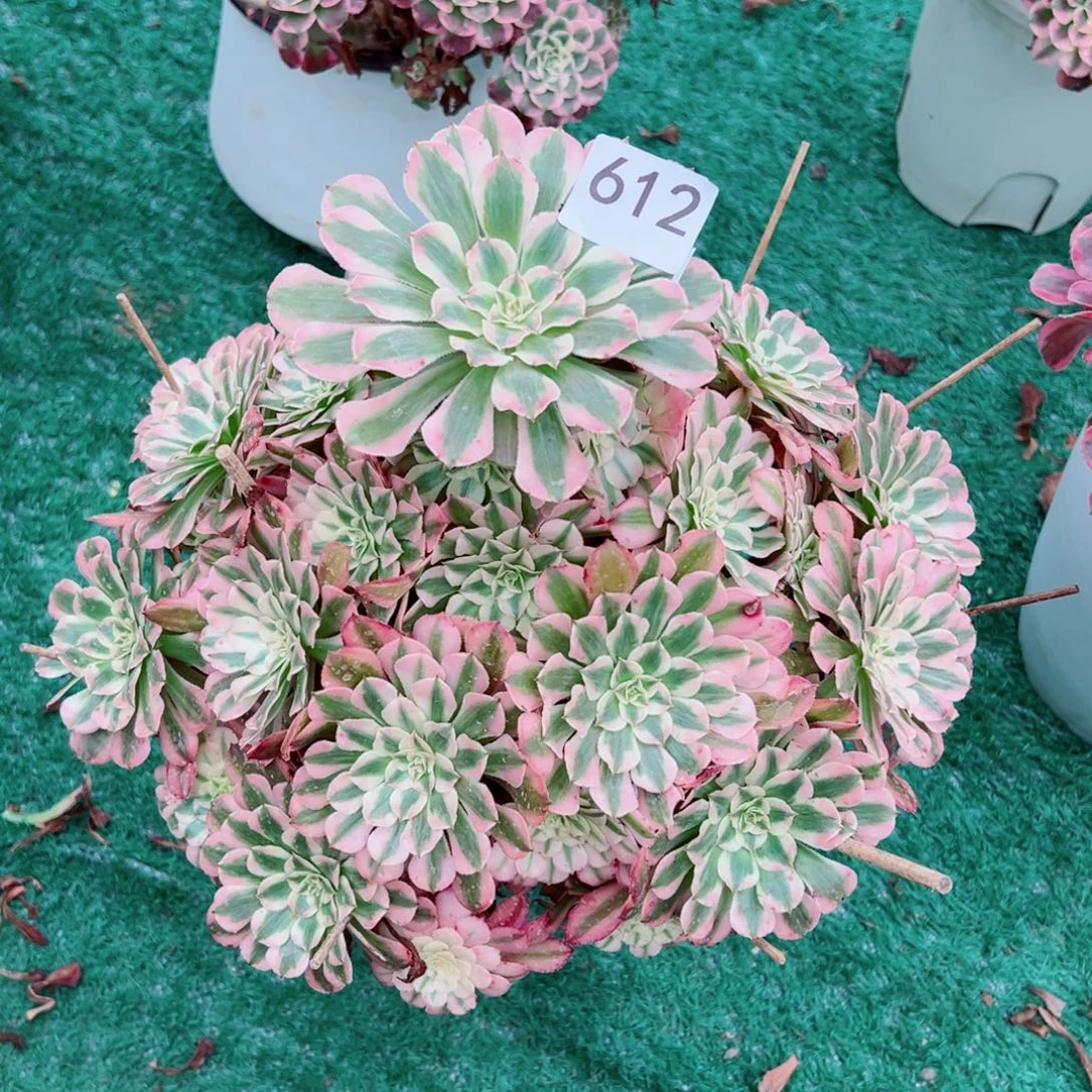 612红铜白法师多肉植物