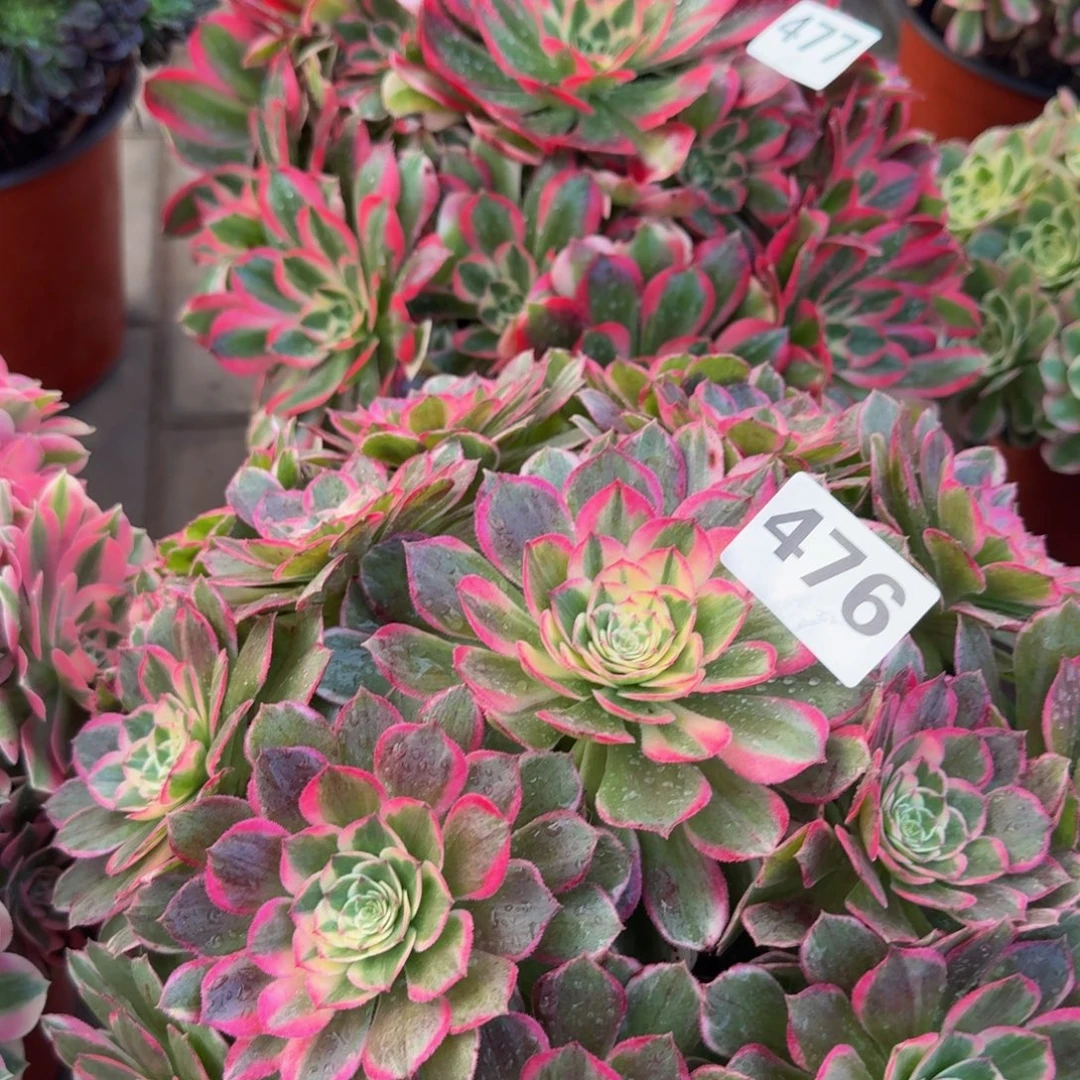 多肉植物477476七彩石 万紫千红