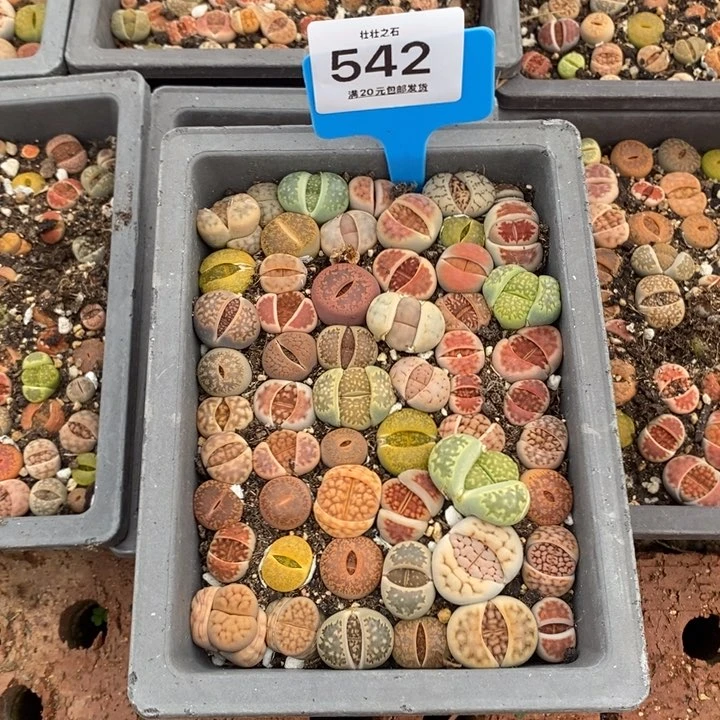 Ｘ****?整盆发货542