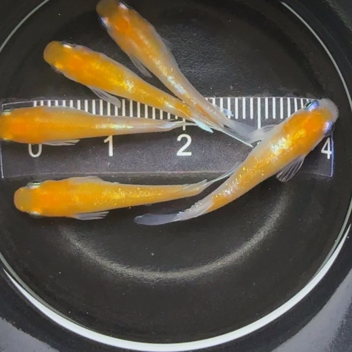 青鳉鱼红白赤壁6号