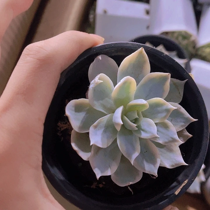 不***予精品不知名锦园盆专向定