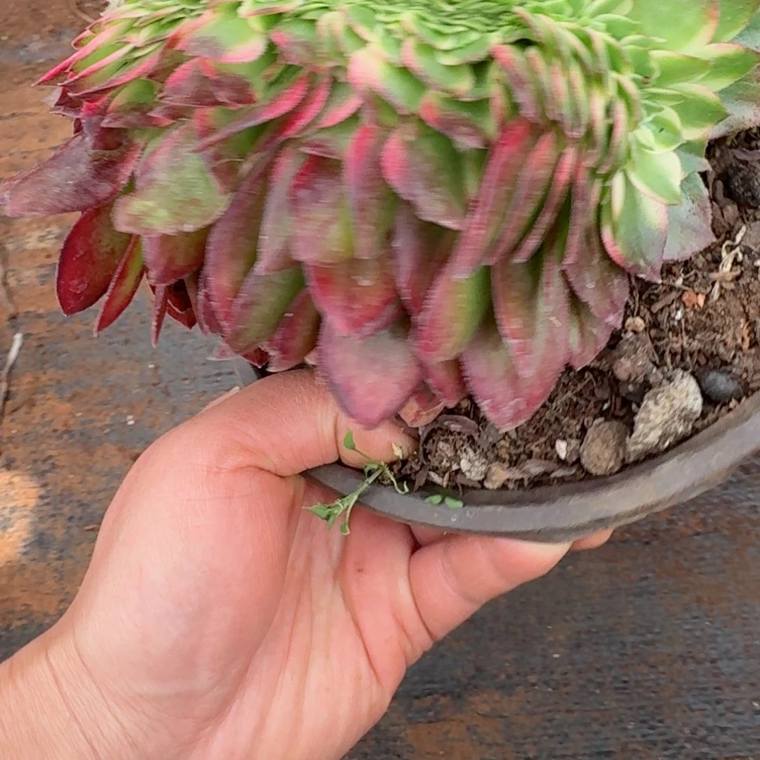 我7332 号多肉法师新年特价海王