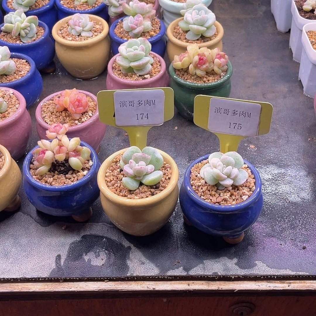 ?**白滨哥多肉M174，175冰玉拉丝锦