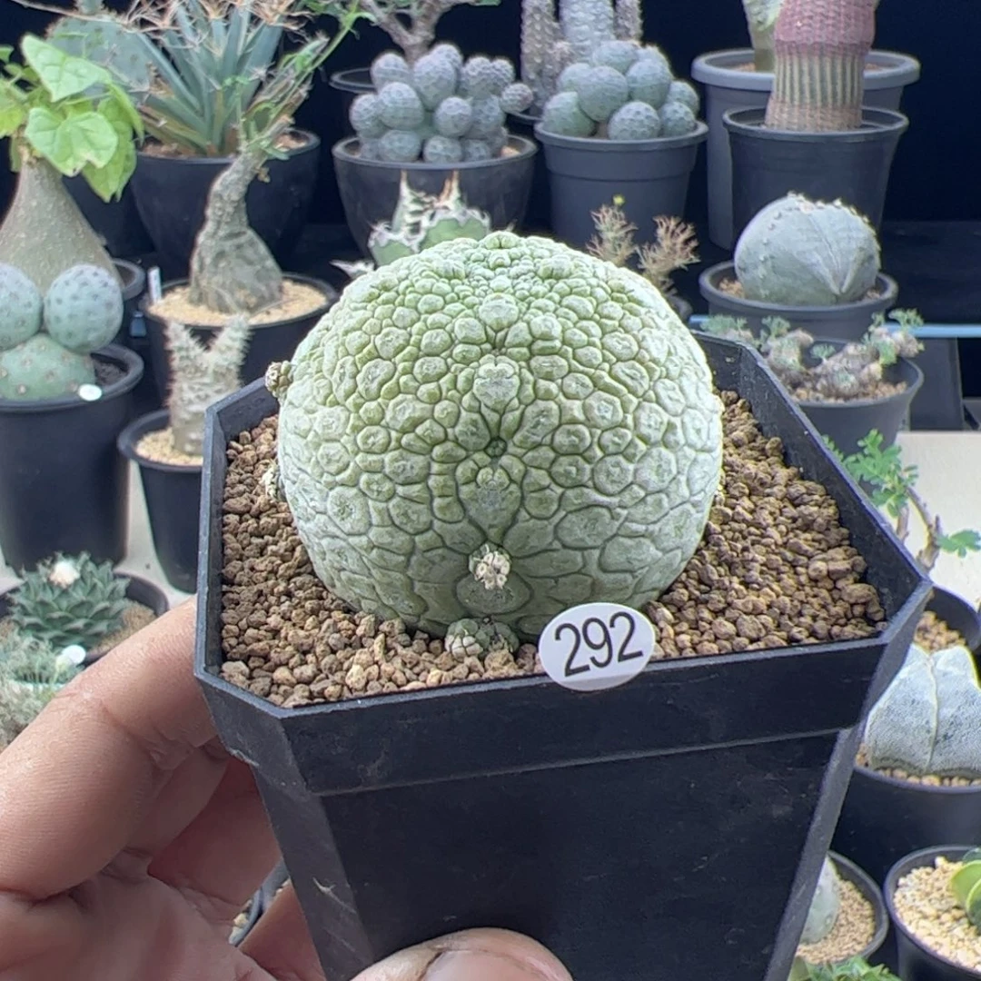 凝蹄玉实生一物一拍