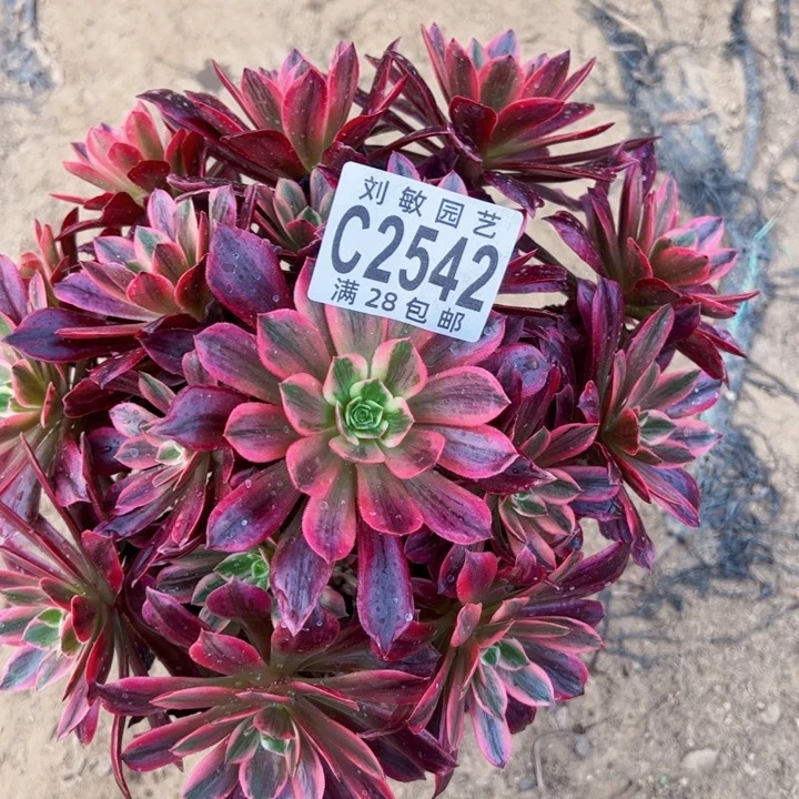 婚纱多肉植物法师2542