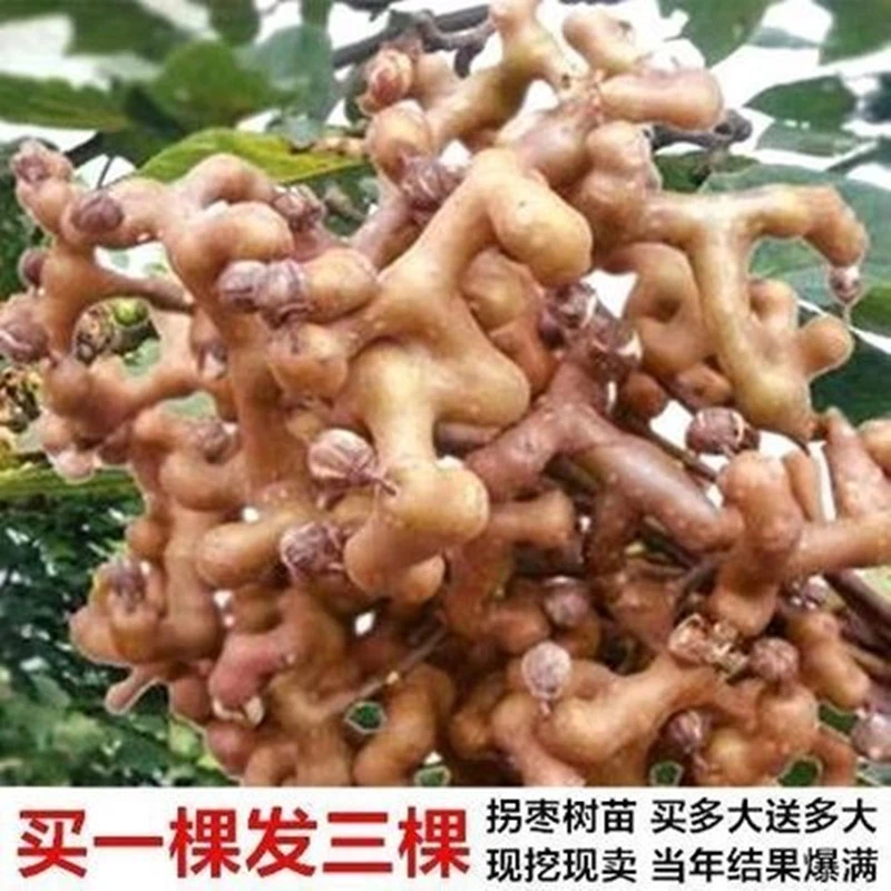 拐枣树苗鸡爪梨树苗万寿果树苗枳椇子蜜蜂蜜源水果苗盆栽地栽