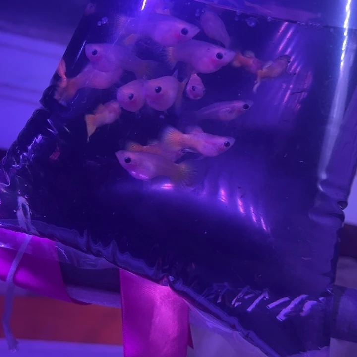 孔雀鱼20条黄金玻璃猫