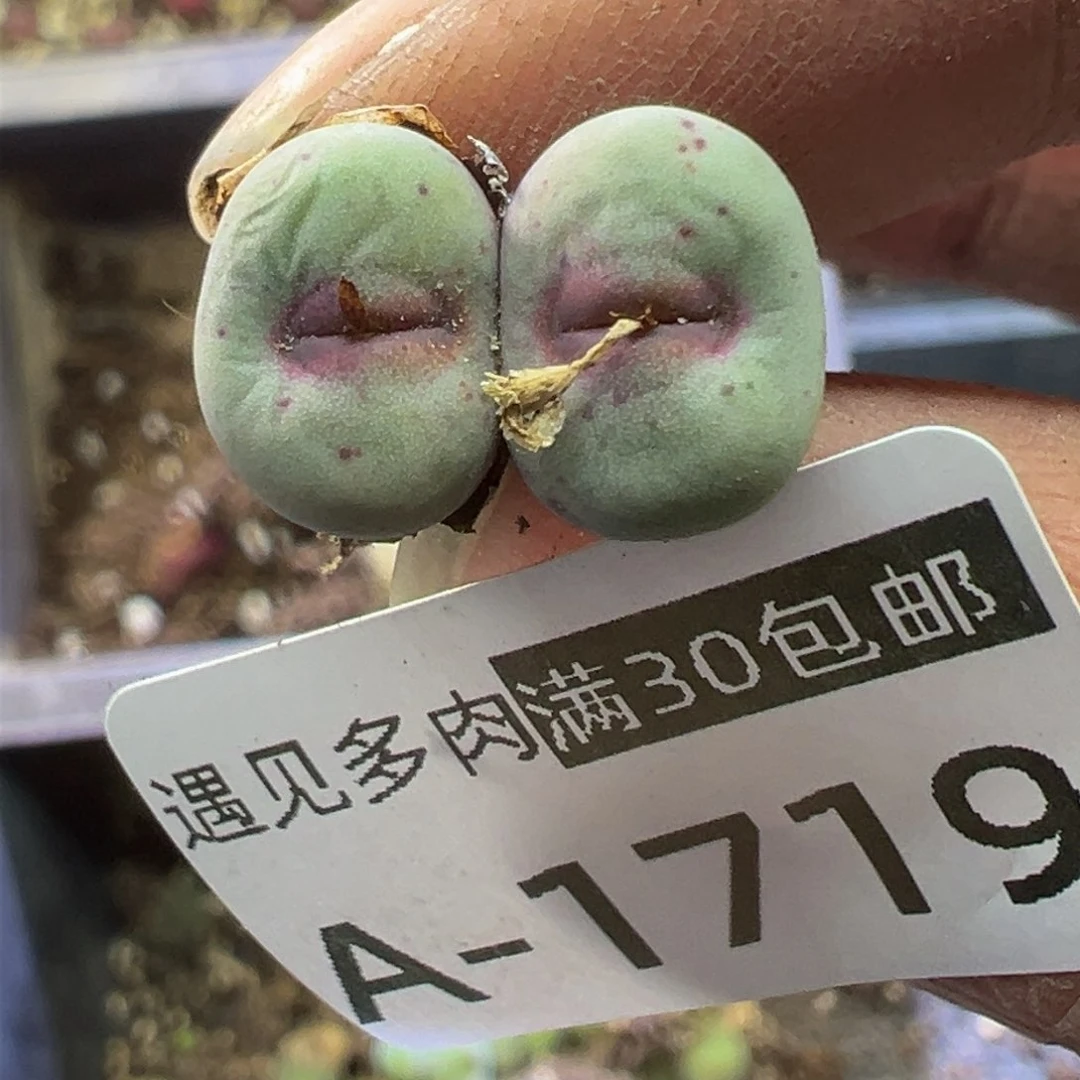 多肉植物111111111111111