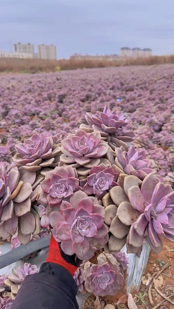地栽紫乐 精品多肉植物 新手好栽 好养 云南发货