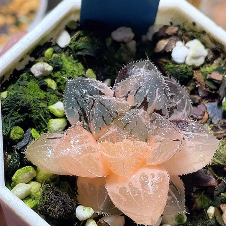 917粉黛锦一物一拍