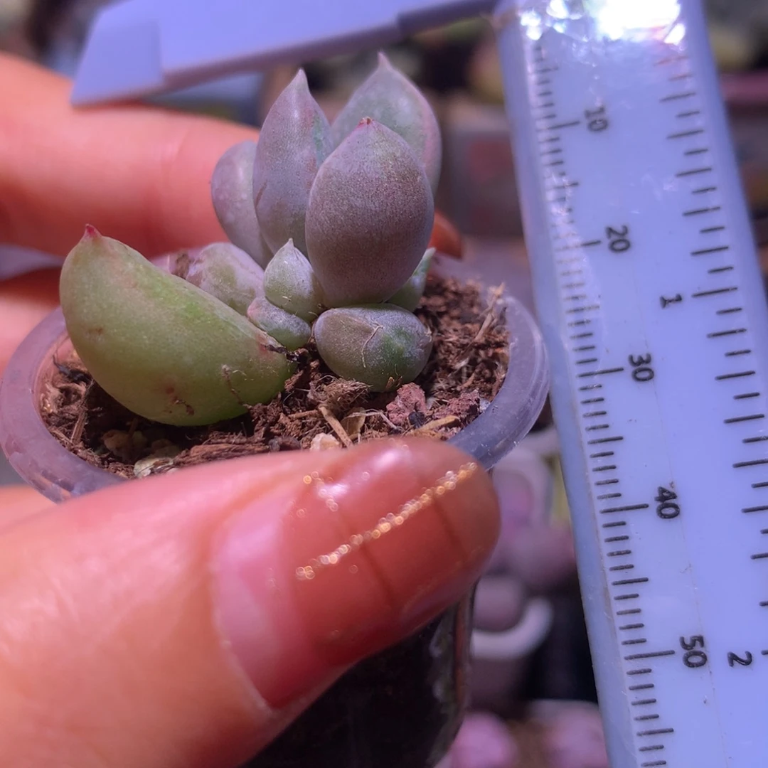 奶油尖尖 精品奶酪多肉