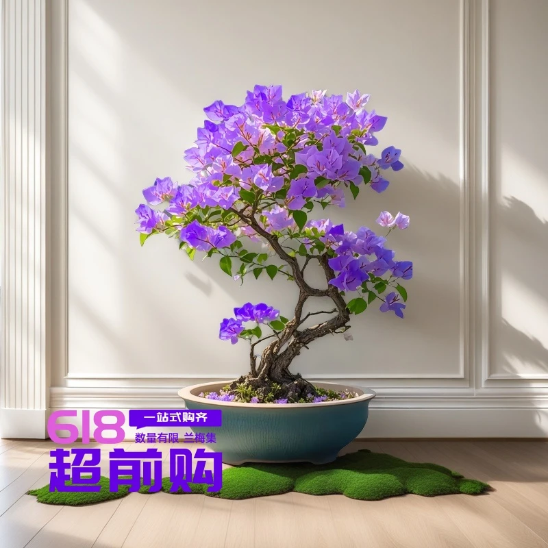 新品种紫燕蓝蝶蓝色三角梅绿植三角梅花直播源头基地室内庭院好养