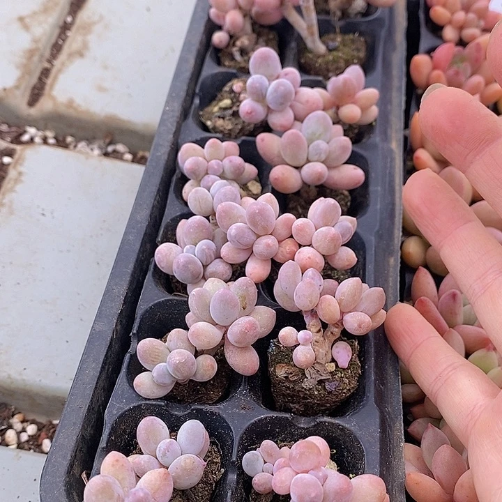 40 多肉植物盆栽花卉植物