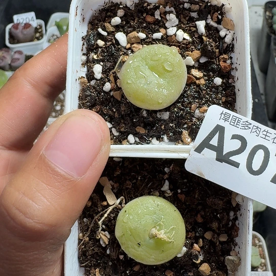 207多肉植物多肉植物