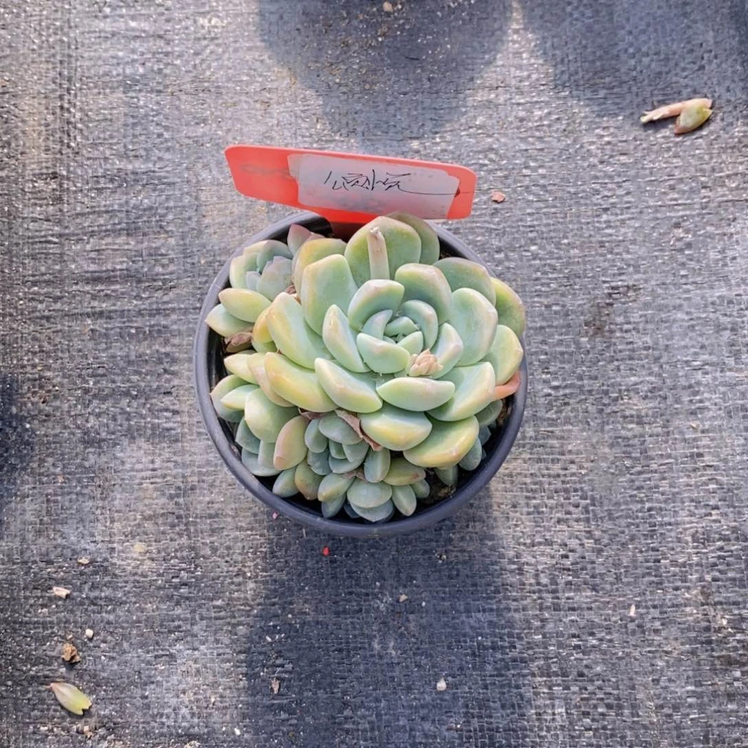 颂*多肉植物111111