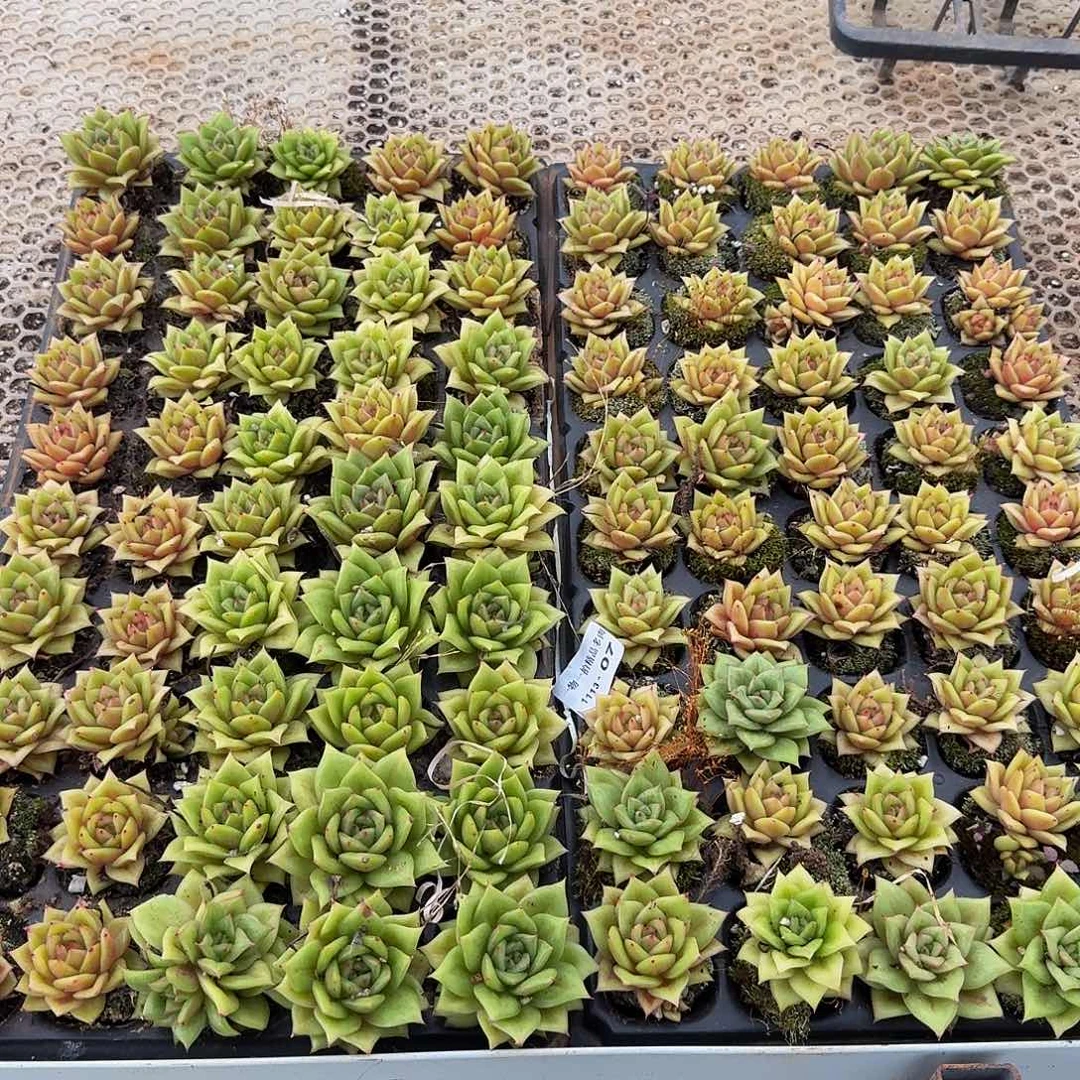****、穴盘蔷薇玛丽亚锦带土球100颗
