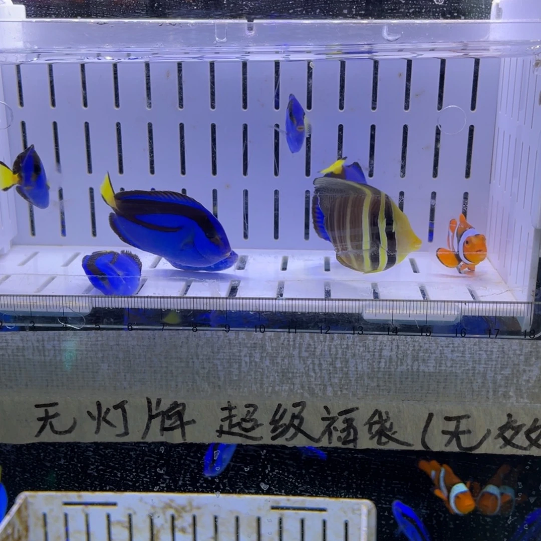 Z***Y海水鱼鱼11111111111