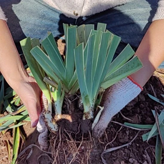 完全开放克里斯蒂一丛