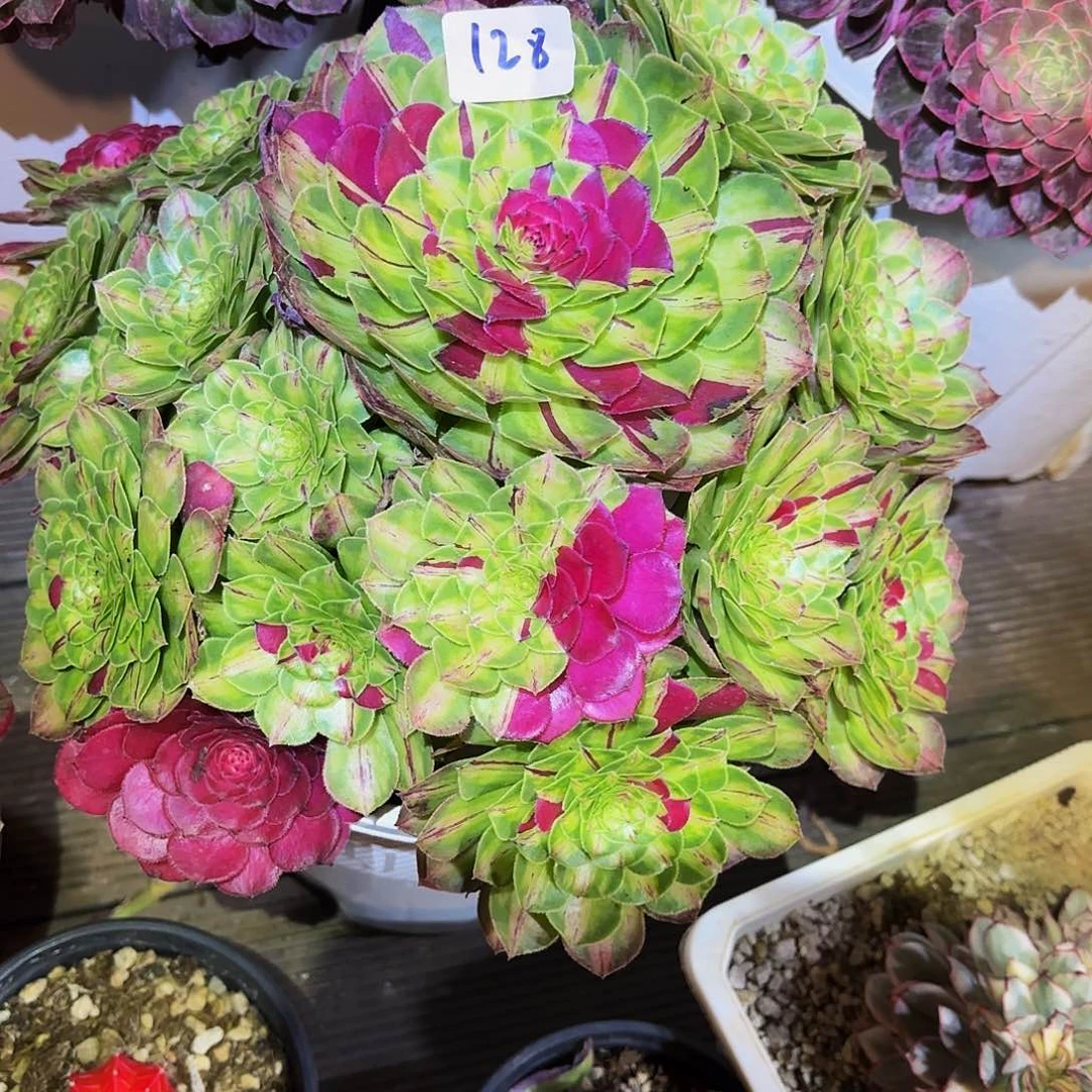 龙*鳞128补差价多肉植物