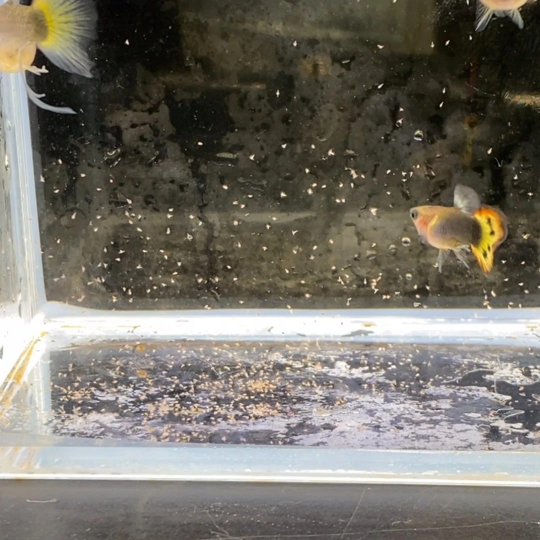 孔雀鱼小蜜蜂f1大c一对加一普通
