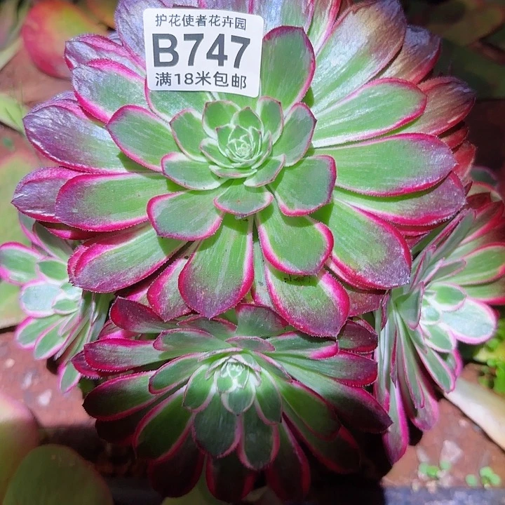 多肉 孔雀翎多肉法师在继续