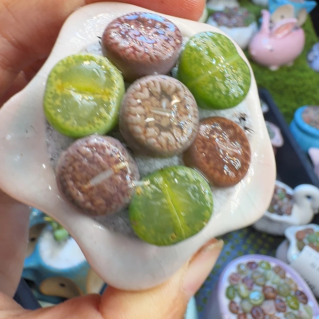 多肉植物开播福利冲1428