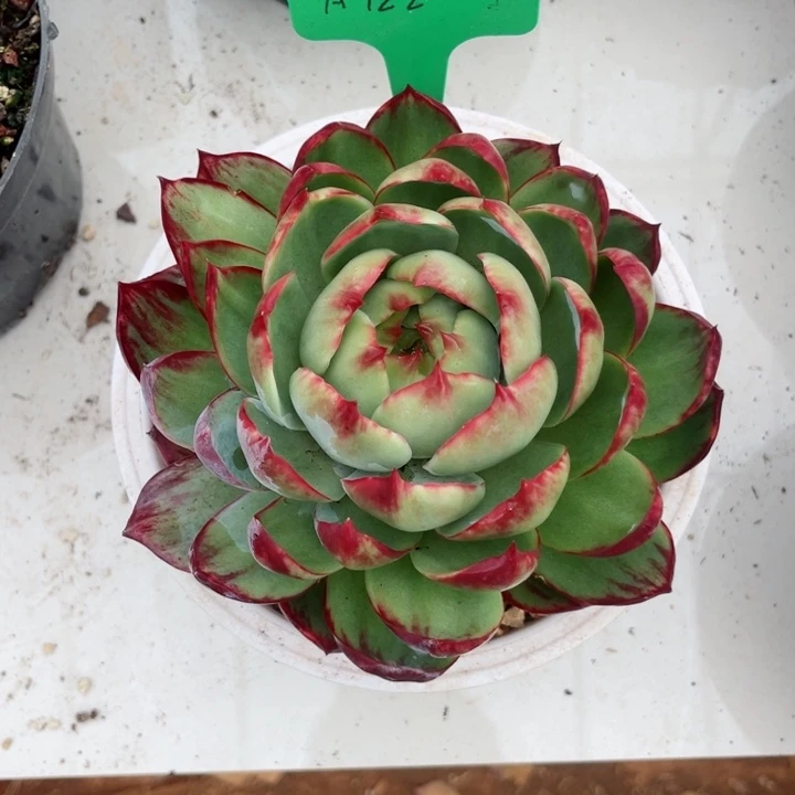 指***柔惊鸿仙子多肉植物A122