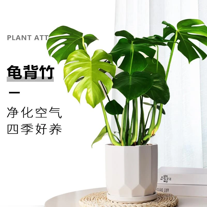 龟背竹盆栽室内净化空气绿植办公室四季常青好养植物耐养水培植物