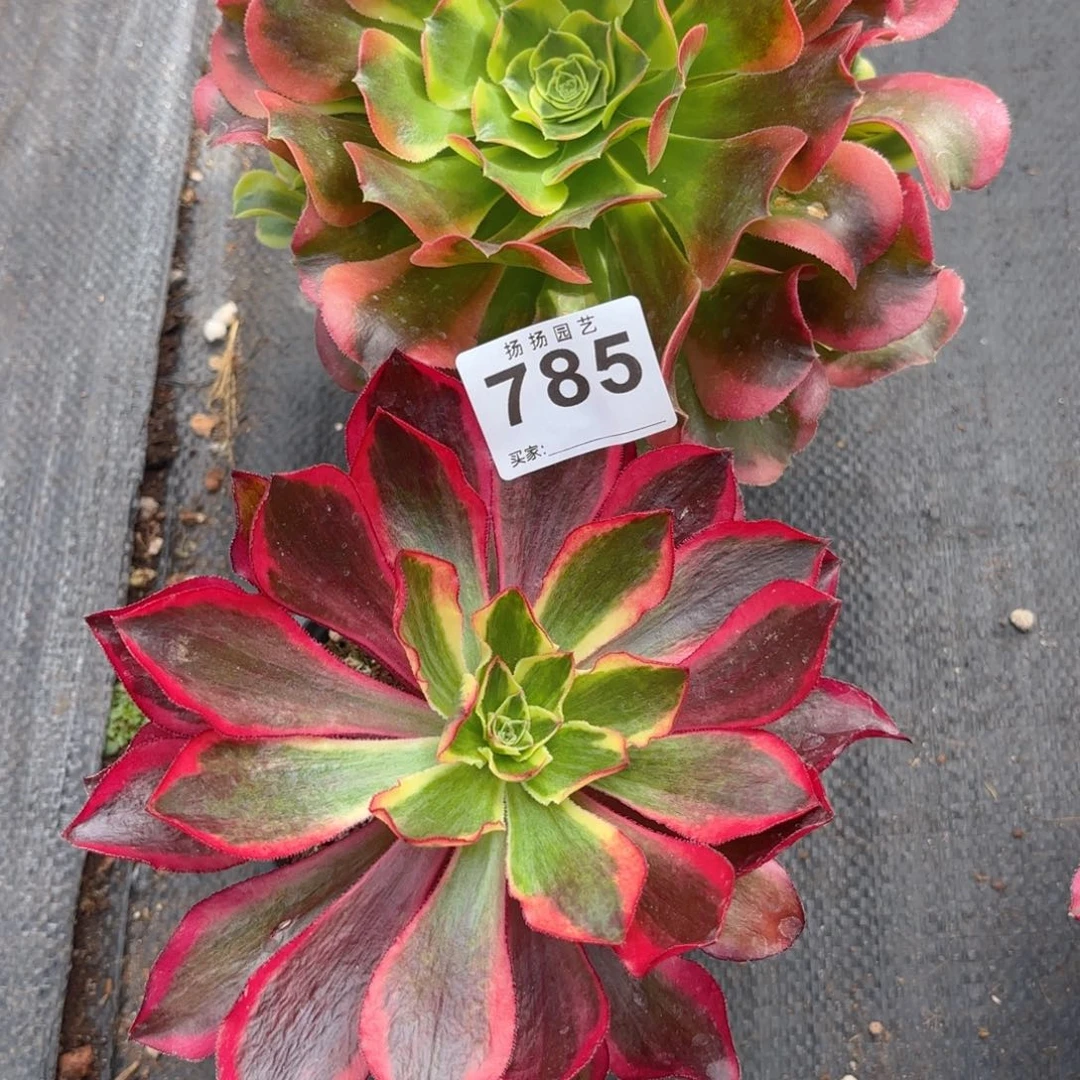 那*児12  785多肉法师