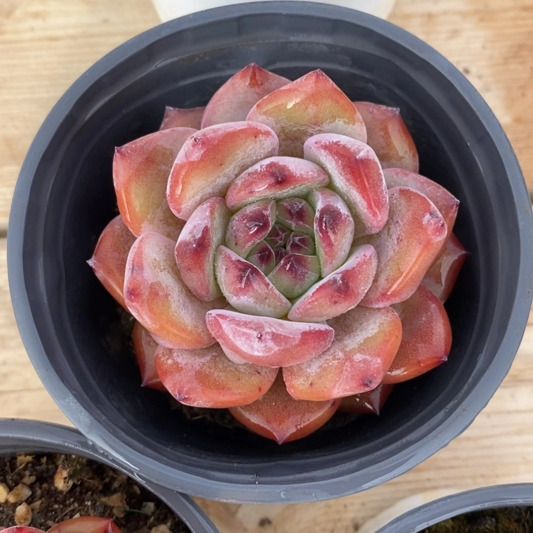 自助下单一物一拍多肉，下滑链接品种更多选择