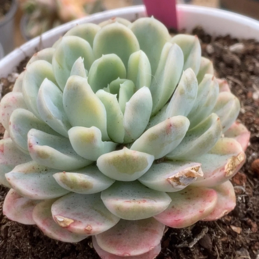 333贝瑞锦锦锦锦锦锦