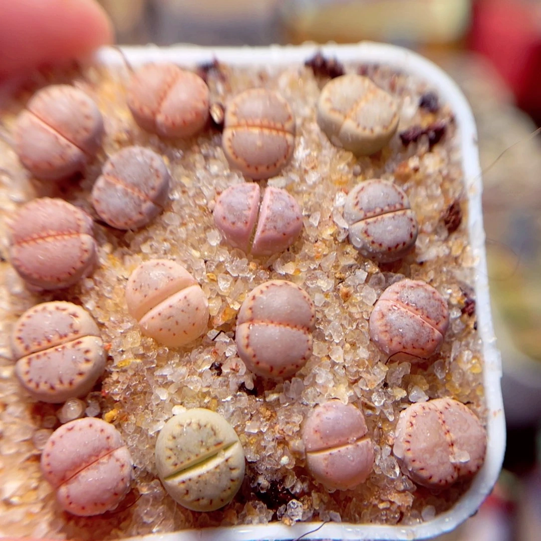 93号带盆包邮发货